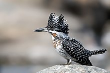 Crested Kingfisher