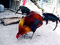 Red Junglefowl, Gallus gallus