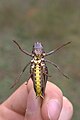 Кузнечик Decticus verrucivorus (Linnaeus, 1758) (Orthoptera: Tettigoniidae) кузнечик какой-то; сфотографирован на Верхневолжских озерах