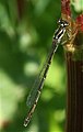 Fragile Forktail, Ischnura posita