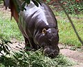 Pygmy Hippopotamus.