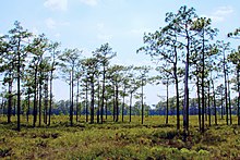 Longleaf Pine Stand (5763301870).jpg