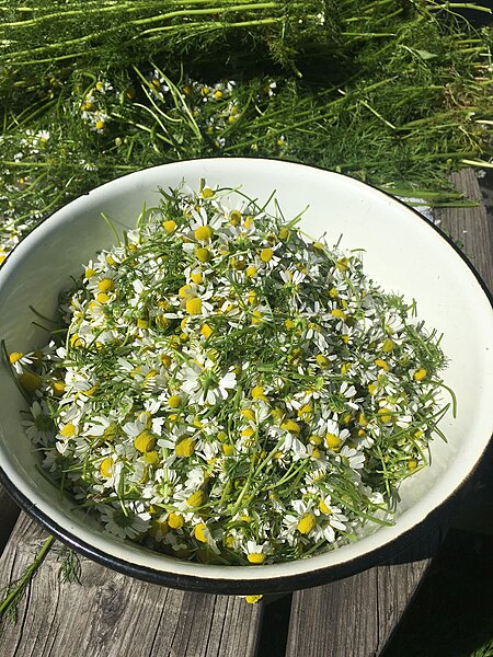 Файл:Matricaria chamomilla flowers.jpg