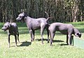 Mexican Hairless Dog