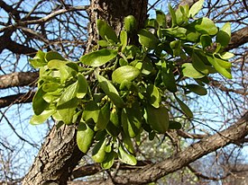 Phoradendron leucarpum