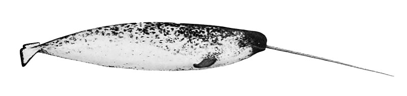 File:Monodon monoceros NOAA.jpg