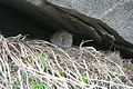 Pika in Kullu district of Himachal Pradesh, India.