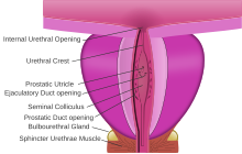 Prostatic urethra.svg