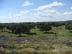 Encinas (Quercus ilex) en la dehesa de Monfragüe.