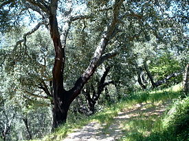 El alcornoque es un árbol típico mediterráneo.