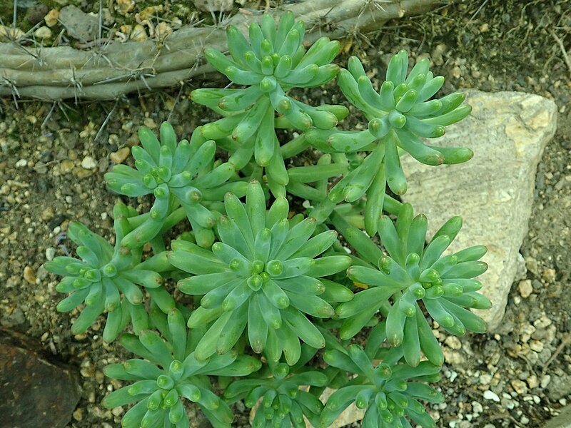 Файл:Sedum pachyphyllum 2019-12-13 6490.jpg