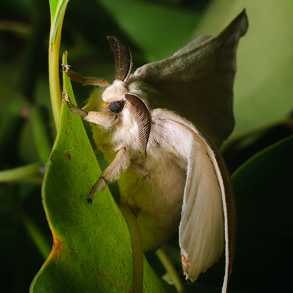 File:Silkmoth.jpg