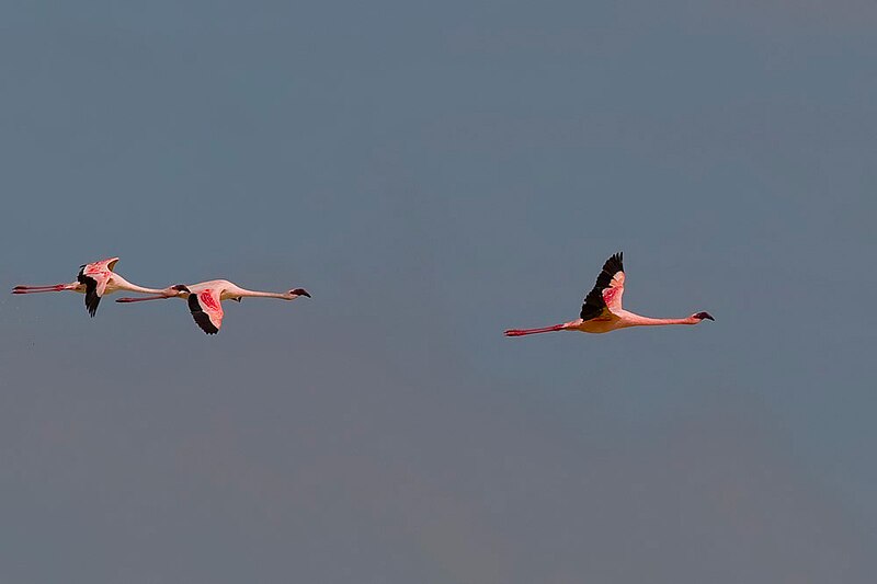 File:2011-flamingos-etosha.jpg