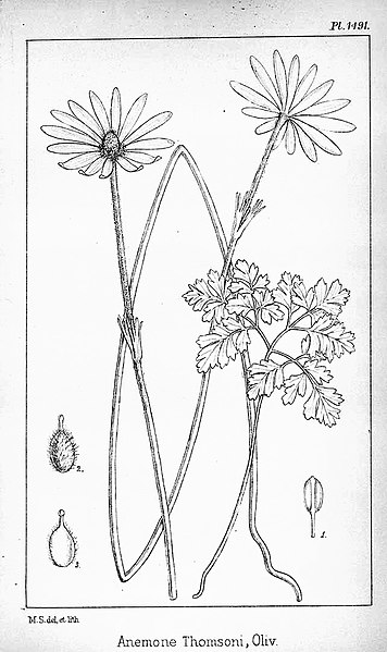 File:Anemone thomsonii drawing hooker.jpg