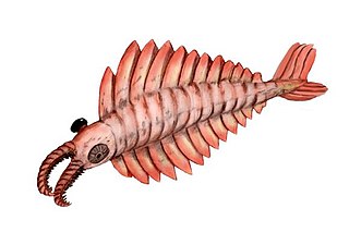 The Anomalocaris ("abnormal shrimp") was one of the first apex predators and first appeared about 515 Ma