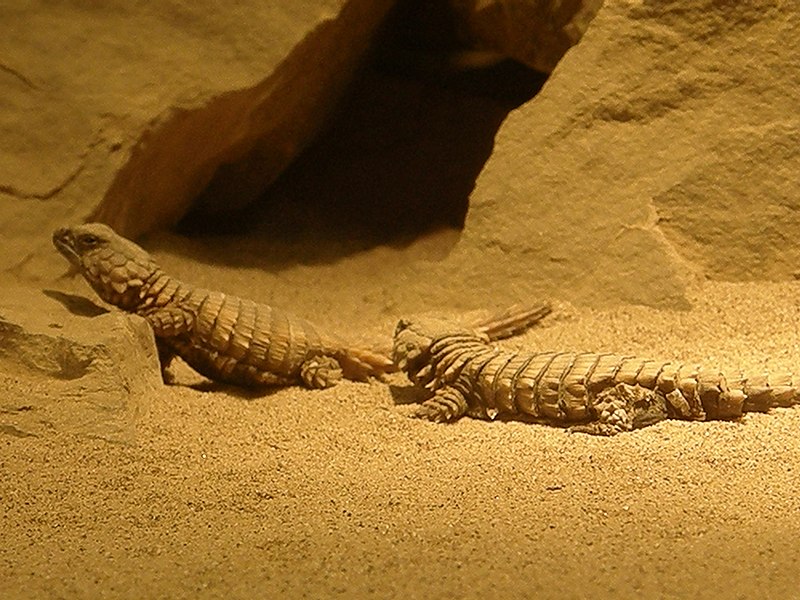 File:Armadillo girdle-tailed lizard.jpg