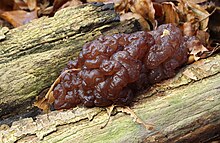 Ascotremella faginea Trugzitterpilz.jpg