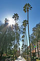 Palm Walk is the main pedestrian route going through the middle of campus.