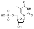 Chemical structure of deoxythymidine monophosphate