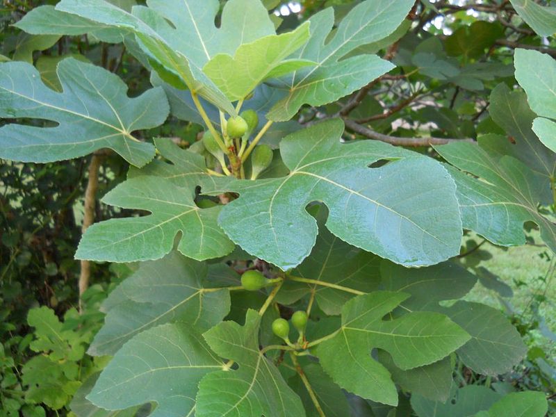 File:Fig fruit.jpg