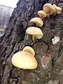 Flammulina populicula on poplar tree. Moscow cityy - Russia October 2018