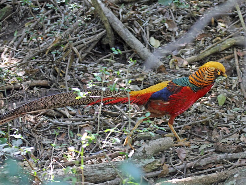 File:Golden Pheasant male RWD4.jpg