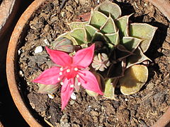 Graptopetalum bellum