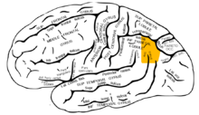 Gray726 angular gyrus.png