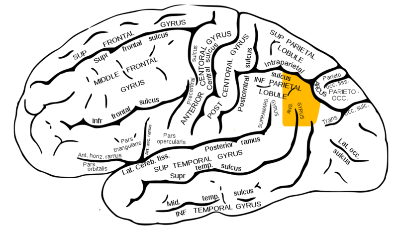 Archivo:Gray726 angular gyrus.png