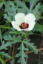 Miniatura para Hibiscus trionum