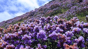 A hillside with mass Kurinji flowering in 2018