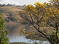 Ipê amarelo no Lago de Furnas em Varginha