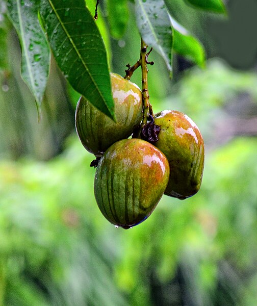 File:Mangoes pic.jpg