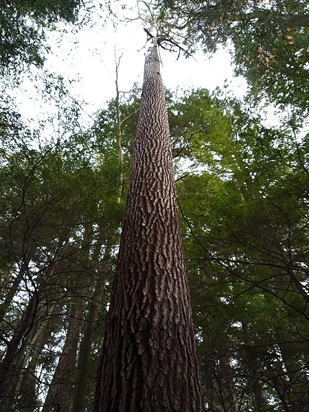 File:Mature White Pine.jpg