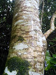 Trunk of Melicytus lanceolatus