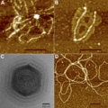 Mimivirus Fibers