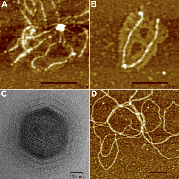 Файл:Mimivirus fibers - journal.pbio.1000092.g007.png