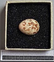 Egg, Collection Museum Wiesbaden