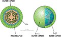 Cápside de la familia Reoviridae que infecta animales, plantas, hongos y protistas.