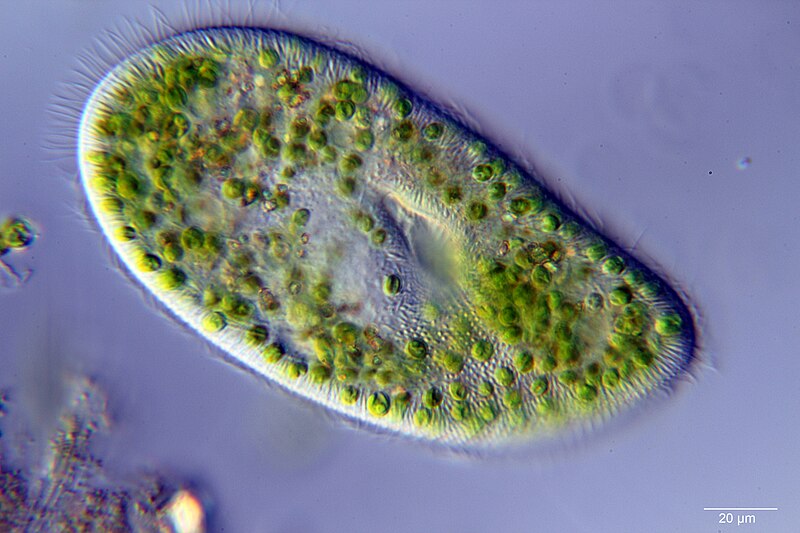 File:Paramecium bursaria.jpg