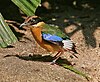 pretty tan and black blue winged bird