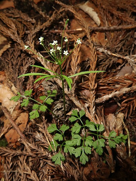 File:Pternopetalum tanakae 1.JPG