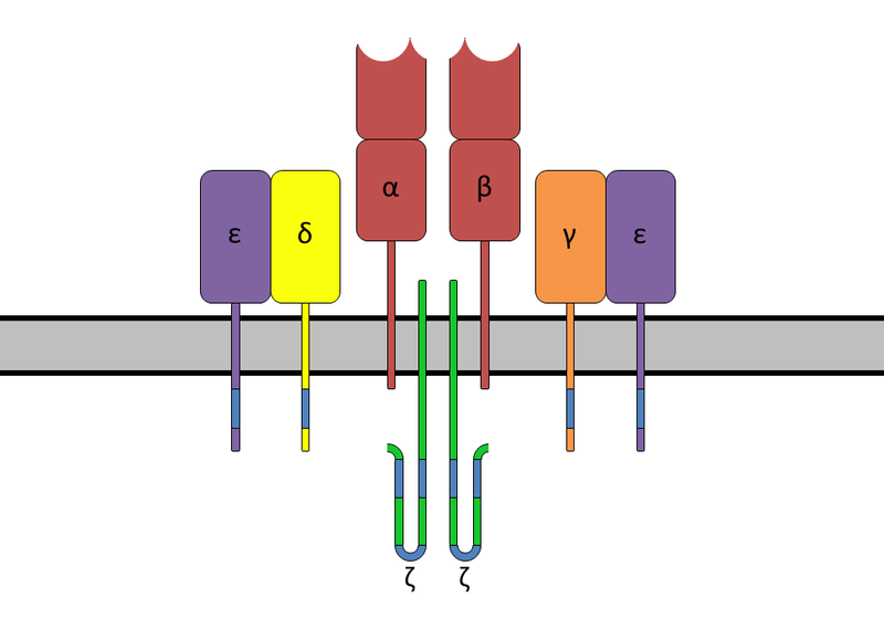 File:TCRComplex.png