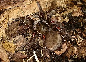 Theraphosa blondi