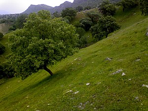 Shelaldoun around the Gachsaran city, early spring