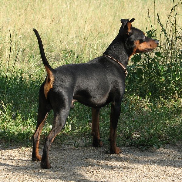 File:Zwergpinscher.Denzo-vom-Reichsgraf-zu-Herrenheim 1500X1500.jpg