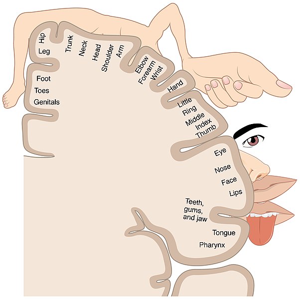 File:1421 Sensory Homunculus.jpg