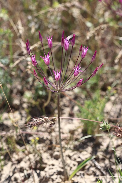 Файл:Allium Iliense (260198087).jpeg