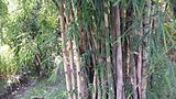 Bamboo plants