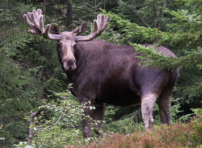 File:Elk-telemark (cropped).jpg